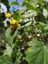 9 Abutilon exstipulare Mauve DSC00526