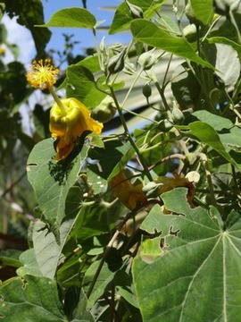 9 Abutilon exstipulare Mauve DSC00526