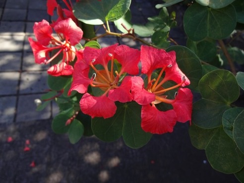 bauhinia dafrique du sud