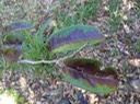 Diospyros borbonica Bois noir des hauts DSC00496 - Copie