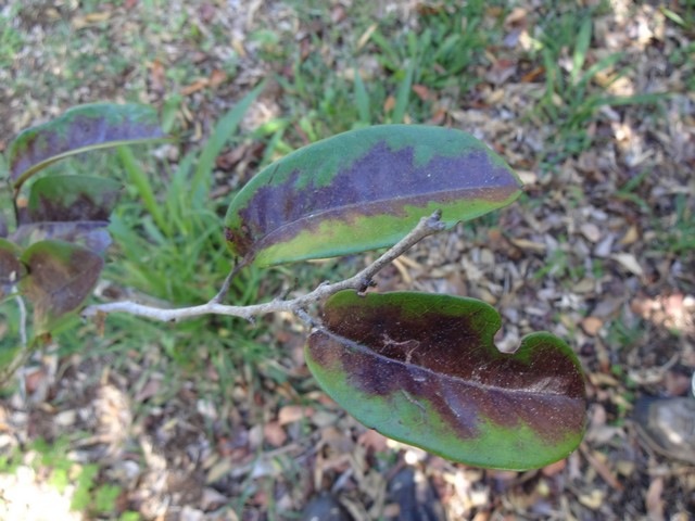 Diospyros borbonica Bois noir des hauts DSC00496 - Copie