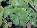 Pistia stratoites laitue d'eau DSC00401