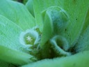pistia_stratiotes_1-1_med