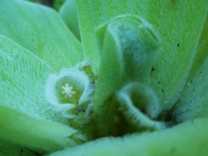 pistia_stratiotes_1-1_med