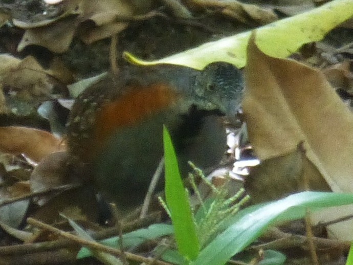 Turnix nigricollis (1)