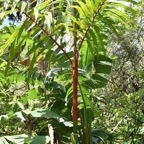 Cyrthostachys_renda-Palmier_rouge_a_levres-ARECACEAE-Asie_tropicale-MB3_5261.jpg