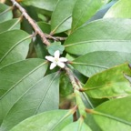 Erythroxylon_laurifolium-Bois_de_rongue-ERYTHROXYLACEAE-Endemique_Reunion_Maurice-MB3_5277.jpg