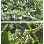 Heliotropium_foertherianum-Veloutier-BORAGINACEAE-Indigene_Reunion-20240228_101340.jpg
