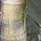 Phelsuma_inexpectata-GEKKONIDAE-Endemique_Reunion-MB3_5210.jpg