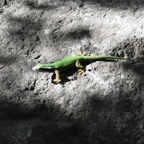 Phelsuma_inexpectata-GEKKONIDAE-Endemique_Reunion-MB3_5217b.jpg