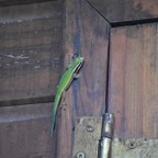 Phelsuma_inexpectata-GEKKONIDAE-Endemique_Reunion-MB3_5240.jpg