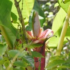 Phelsuma_laticauda-Poudre_d_or_guettant_des_fourmis_sur_bananier_fleurs-GEHKONIDAE-E_Envahissant_a_La_Reunion-MB3_5246b.JPG