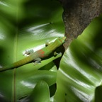 Phelsuma_laticauda-Poudre_d_or_sur_fougere_nid_d_oiseau-GEHKONIDAE-E_Envahissant_a_La_Reunion-MB3_5223.jpg