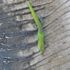 Phelsuma_laticauda-Poudre_d_or_sur_tronc_de_pimpin-GEHKONIDAE-E_Envahissant_a_La_Reunion-MB3_5205.jpg