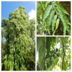 Polyalthia_longifolia-Arbre_mat-ANNONACEAE-Inde_Sri_Lanka-20240228_100638.jpg