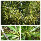 Stillingia_lineata-Tanguin_pays-EUPHORBIACEAE-Indigene_Reunion-20240228_101229.jpg