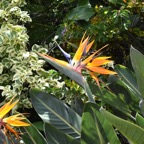 Strelitzia_reginae-Oiseau_du_paradis-STRELITZIACEAE-Afrique_du_Sud-MB3_5264.jpg