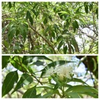 Volkameria_heterophylla-Bois_de_chenilles-LAMIACEAE-Endemique_Reunion_Maurice-20240228_100806.jpg