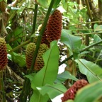Zingiber_zerumbet-Gingembre_shampooing-ZINGIBERACEAE-Asie_tropicale-MB3_5248.jpg
