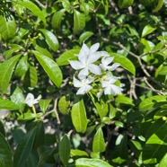1. ??? Tabernaemontana carymbosa Apocynaceae Asie du Sud Est 40.jpeg