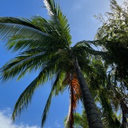 5. Dictyosperma album (Bory) H. Wendl. et Drude ex Scheff., est un palmier endémique des Mascareignes, La Réunion, Maurice et Rodrigues,.jpeg
