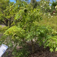 7. Zévi nain Spondias dulcis Forst ANACARDIACEAE.jpeg