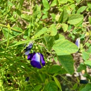 9. Fabaceae - Faboideae - Clitoria - C. ternatea- Clitoria ternatea.jpeg