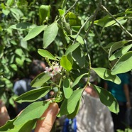 10. Indigofera ammoxylum Bois de sable Fabaceae Endémique La Réunion.jpeg