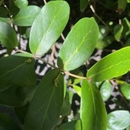 18. Pyrostria commersonii Bois musard Rubiaceae Endémique La Réunion, Maurice.jpeg