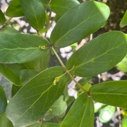 19. Pyrostria commersonii Bois musard Rubiaceae Endémique La Réunion, Maurice.jpeg