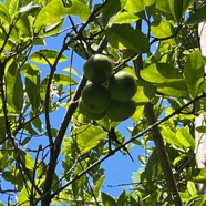 23. Myonima obovata Bois de prune rat Rubiaceae Endémique La Réunion, Maurice.jpeg