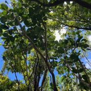 29. Polyscias cutispongia - Bois d'éponge - Araliaceae.jpeg