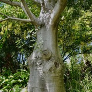 Adansonia digitata L.baobab africain.malvaceae.espèce cultivée..jpeg