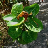 Polyscias scutellaria.la moque.araliaceae.espèce cultivée..jpeg