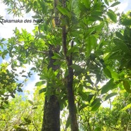 Calophyllum tacamahaca Takamaka des hauts Clusiaceae Endémique La Réunion, Maurice 341.jpeg