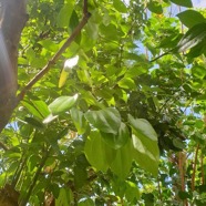 Cinnamomum sp.jpeg