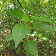 Dombeya populnea Bois de senteur bleu Malvaceae Endémique La Réunion, Maurice 201.jpeg