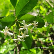 Myonima obovata Bois de prune rat Rubiaceae Endémique La Réunion, Maurice 38.jpeg