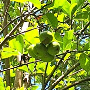 Myonima obovata Bois de prune rat Rubiaceae Endémique La Réunion, Maurice 51.jpeg