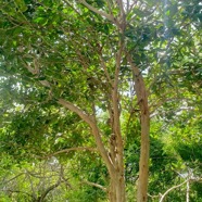 Pimenta racemosa Ti 4 épices Myrtaceae Antilles , Amérique centrale 57.jpeg