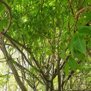 Poupartia borbonica Bois Blanc Rouge Anacardiaceae Endémique La Réunion, Maurice 23.jpeg