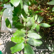 Pyrostria commersonii Bois mussard Rubiaceae Endémique La Réunion, Maurice 37.jpeg