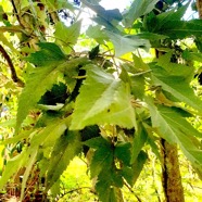 Ruizia cordata Bois de senteur blanc Malvaceae Endémique La Réunion 43.jpeg
