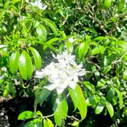 Tabernaemontana carymbosa Apocynaceae Asie du Sud Est 40.jpeg