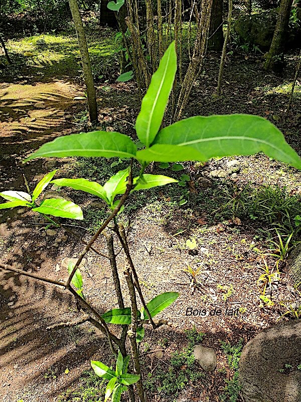 Tabernaemontana persicariifolia Bois de lait Apocynaceae Indigène La Réunion 221.jpeg