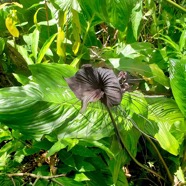 Tacca chantrieri Fleur chauve-souris Dioscoreaceae Malaisie ,Afrique de l'ouest 21.jpeg