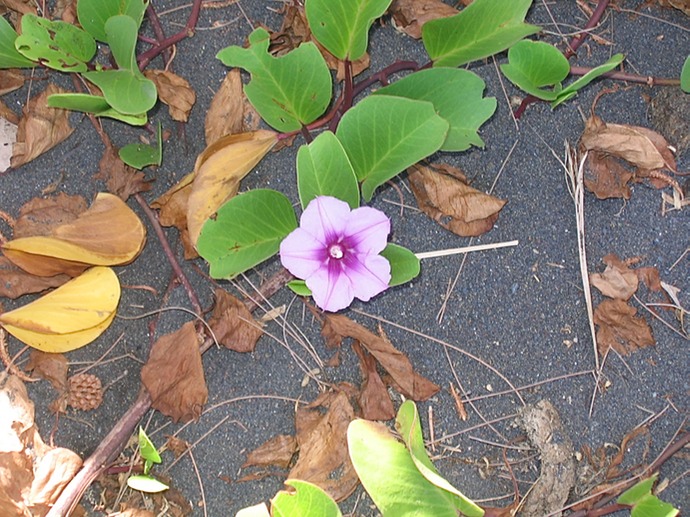 IMG 0007