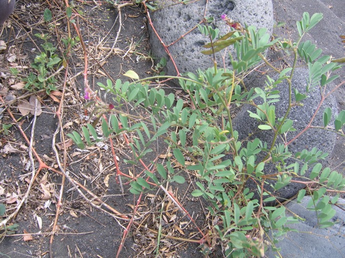 IMG 0022