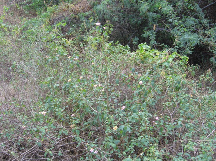 IMG 0023