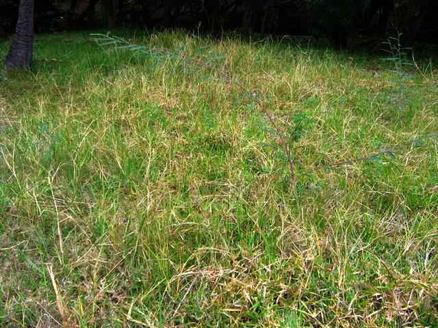 IMG 0034